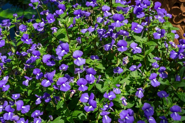 ハワイアン ヘッドウェア コットン キャップ