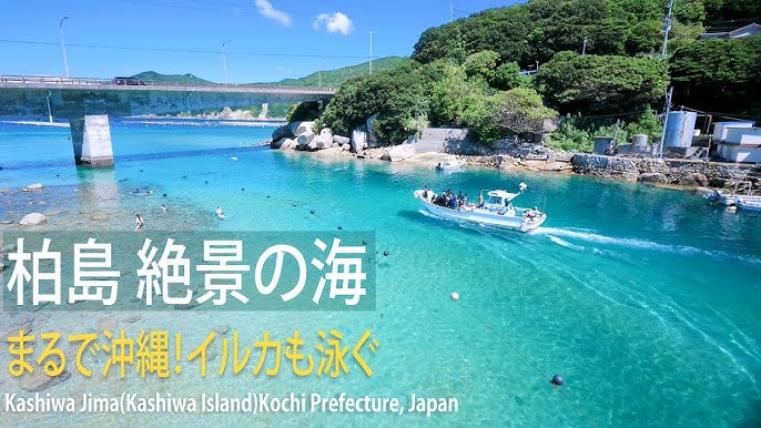 皆さんはどこの海に入りましたか？🌊, サーフポイントのライブカメラから見える波をハイライトでお届けします！,どのポイントが良かったかなどを振り返りながら楽しんでください！,「どこの海に入った？」「波はどうだった？」「来週の波予想は？」など、みなさんの思い出や波予想をぜひコメント欄でシェアしてください♪,みんなで波情報を共有して、サーフィンライフを一緒に盛り上げましょう！, Pray