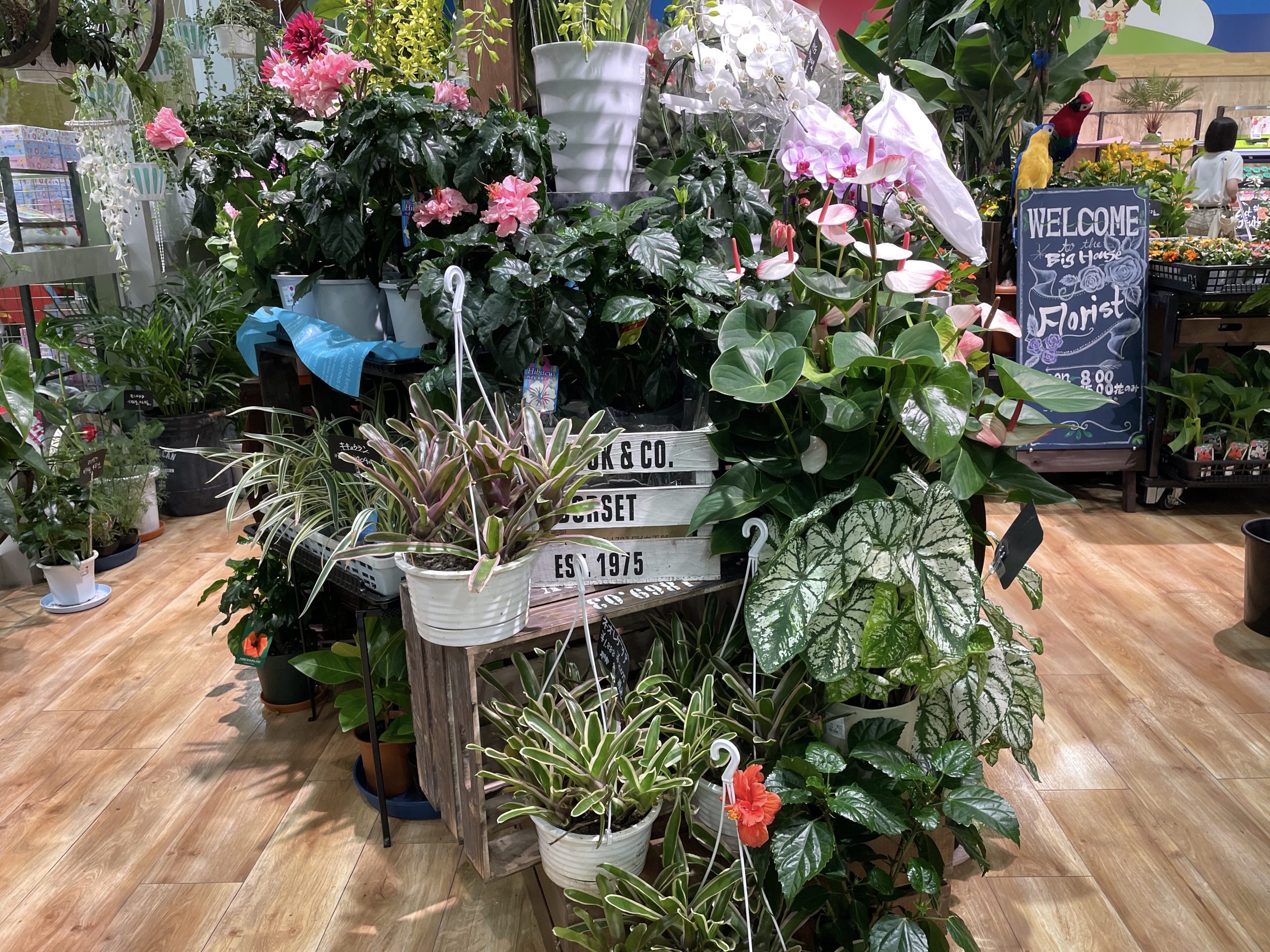 ビッグハウス 佐倉寺崎店のココに注目 ハワイのフラワーショップのようなお花コーナー♪