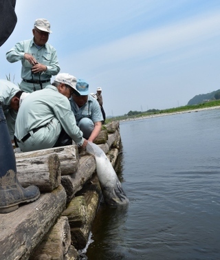 夏休みオススメ2019 子連れ淡水釣りポイント紹介：那珂川TSURINEWS