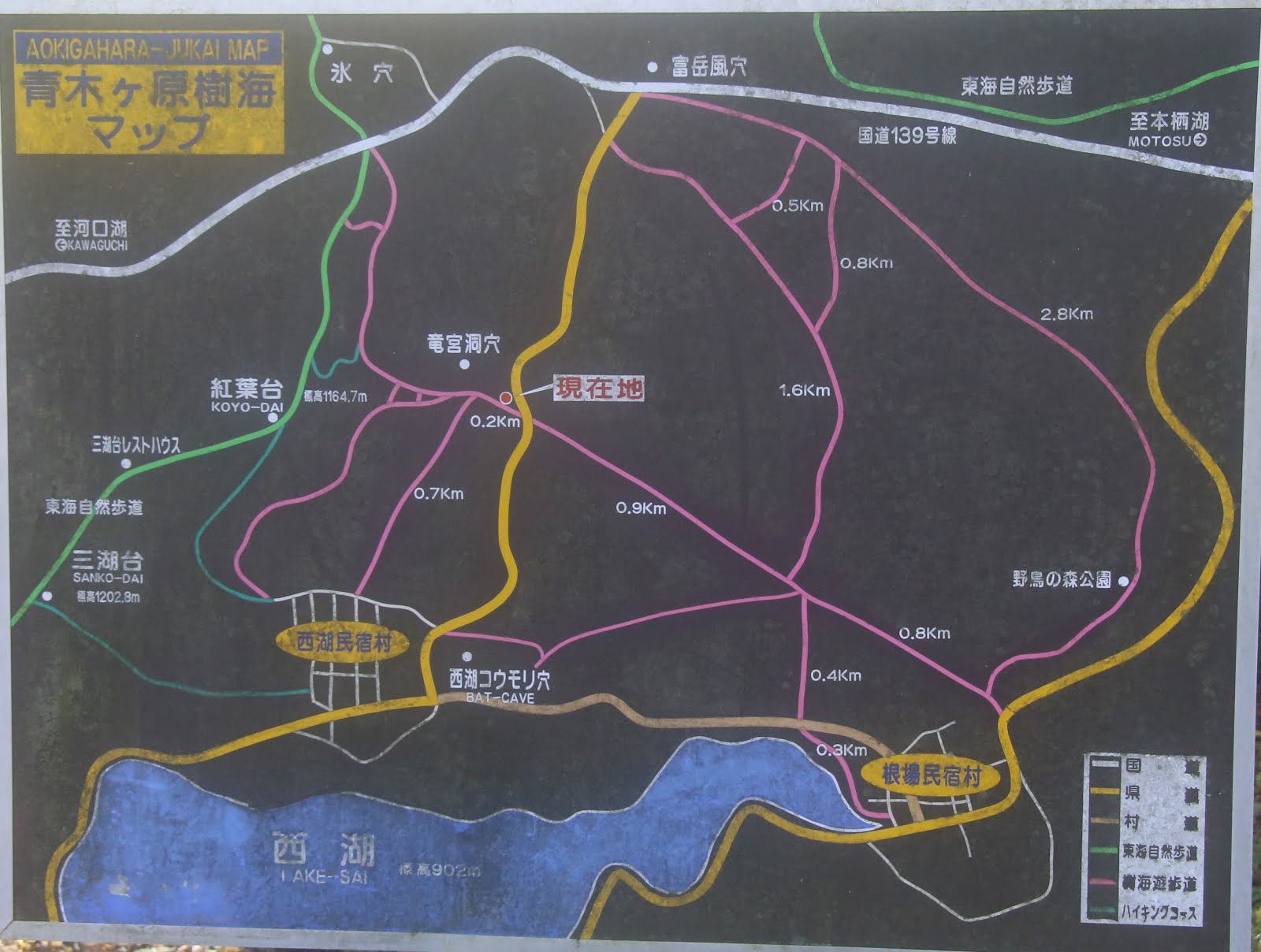 青木ケ原樹海、実は自然の宝庫 富士山の溶岩が生んだ驚きの森を歩く：朝日新聞SDGs ACTION