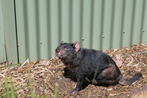 2025年版 タスマニア旅行で外せないお勧め観光スポット13選