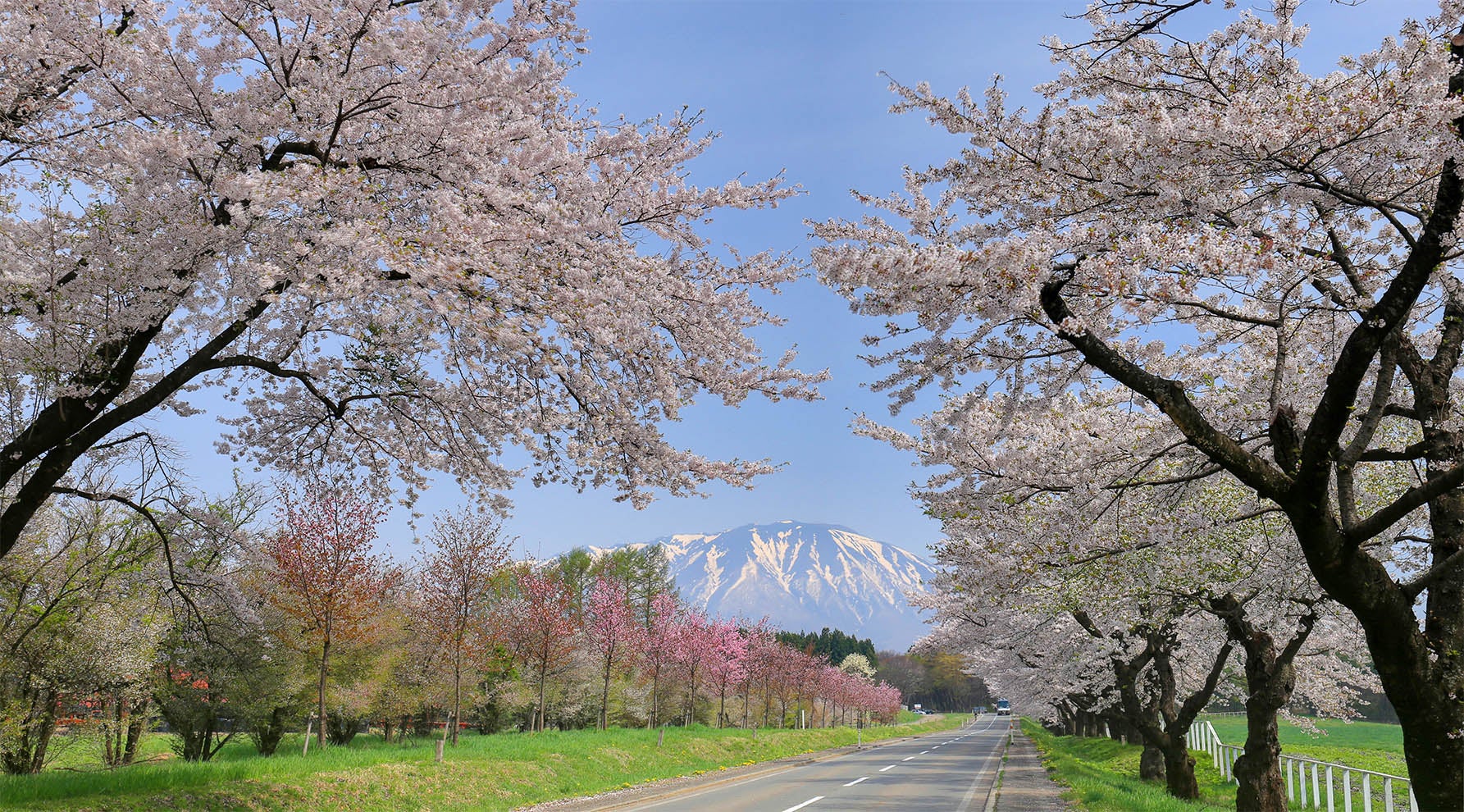 2025年・関東 クルマで行く人気＆穴場のお花見スポット11選 -