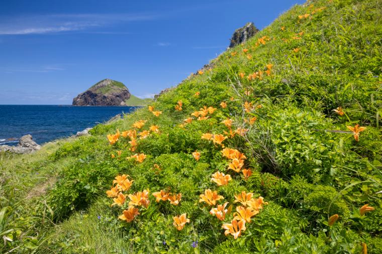 佐渡島の旅 有名観光巡り 二ッ亀、大野亀、遺跡、佐渡金山、トキの森今日という日を忘れずに