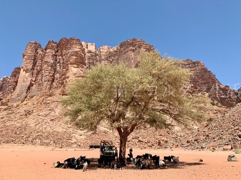 アラビアのロレンスの世界、世界遺産ワディ・ラム保護区 ヨルダン– VOYAGE -世界見聞録