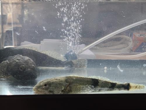 福井レポート： ふくい・アラレガコ学校 第2回海の近くで子アラレガコをさがせ！SAVE JAPAN プロジェクト2021-2022