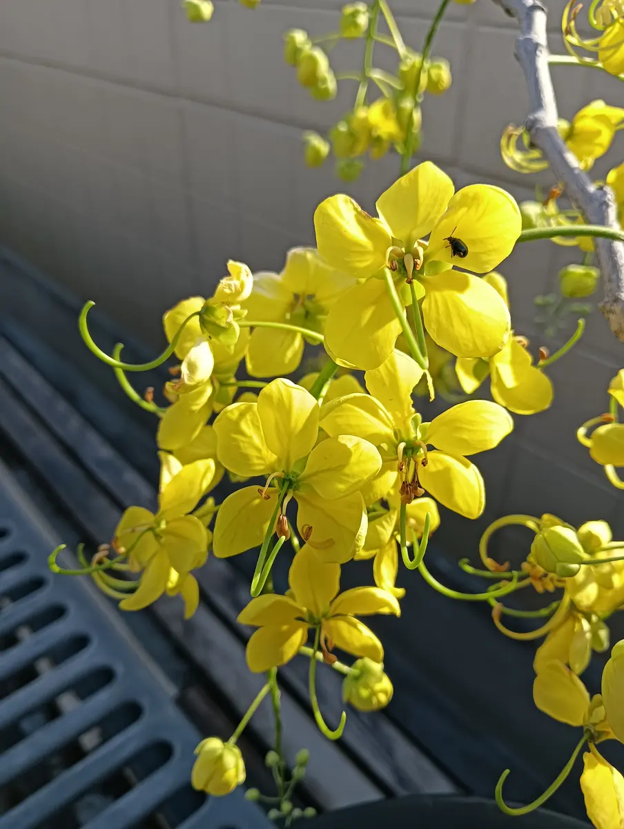 ナンバンサイカチCassia fistula –