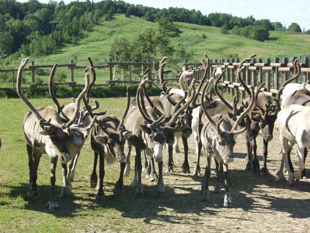 H.I.S. トナカイぞりの体験☆トナカイ牧場への小旅行英語 レヴィ フィンランドのオプショナルツアー海外現地ツアー格安予約