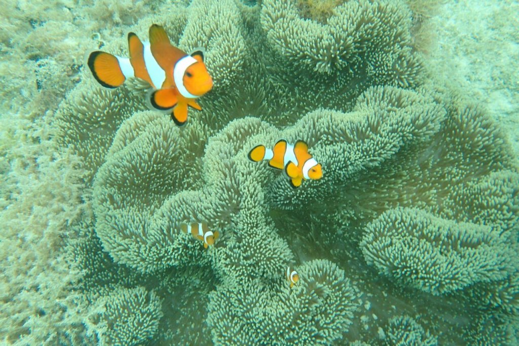 穴場 ジャカルタから2時間で綺麗な海：セパ島Easy Going