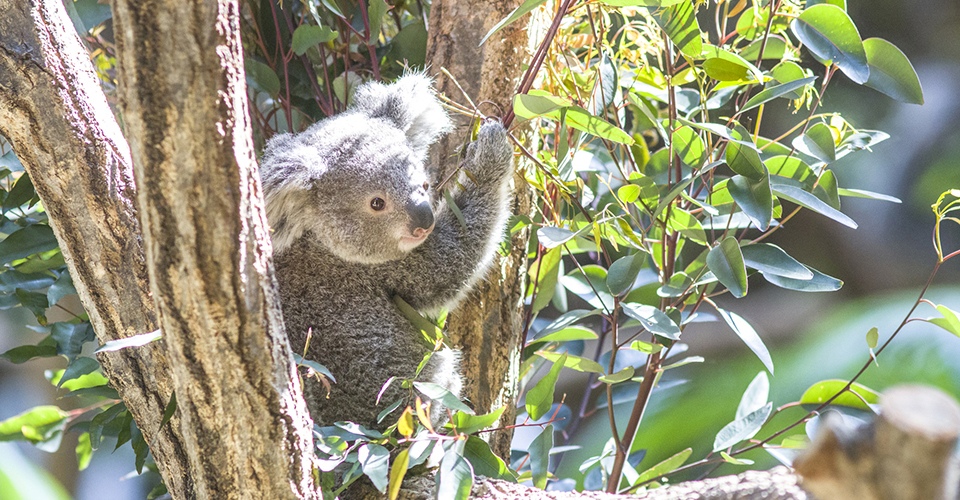 オーストラリア観光スポット25選。エリア別に紹介！海外旅行の予約ならエアトリ