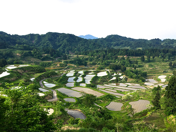 星峠の棚田 アクセス・営業時間・料金情報 -