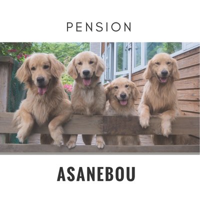 シャンプー終わりのシェリ、, ねーねーあそぼうよー, と、犬小屋のテラスにつながるダイニングルームの窓からおねだり🤭,ゴールデンレトリバーシェリ🐶,ペンション朝ねぼう ,看板犬みなかみみなかみ町,minakami