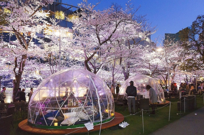 花見イベント2024 東京＆全国の観光地のおすすめフラワーガーデンや公園など、桜の名所も紹介 -