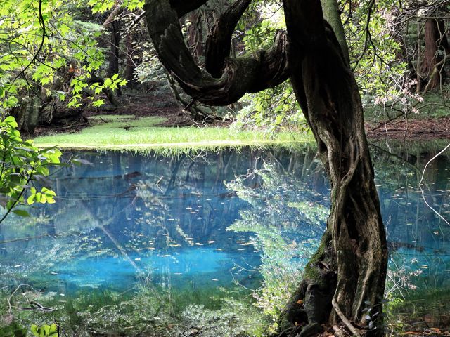 53湧水の芸術 幻想的な水辺の空間「丸池様」やまがた景観物語