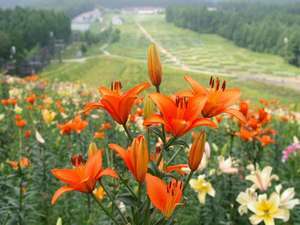 ハンターマウンテンゆりパーク＆日光天然氷のかき氷』塩原温泉郷 栃木県 の旅行記・ブログ by yumi7さん