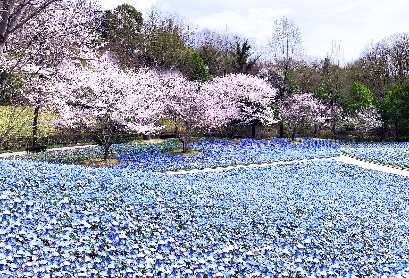 春の一人旅に！国内のおすすめ観光スポット14選