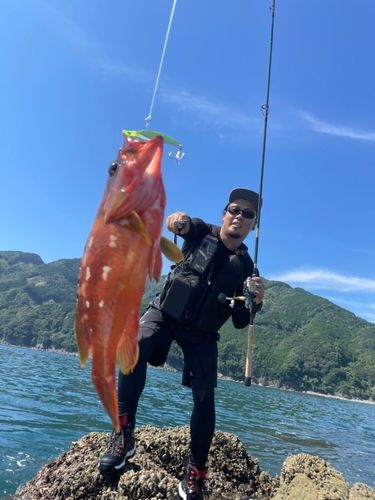尾鷲港の釣り場情報魚速報