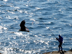 詳しく解説！湯梨浜町釣り場情報 橋津港＆東郷湖- Gomoku-Life