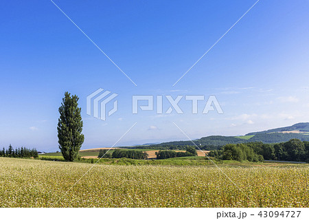 2025年 ケンとメリーの木 -