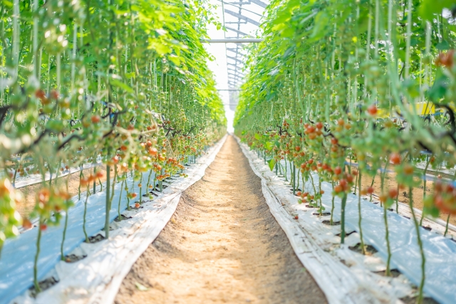 アイスランドではライ麦パンが食べられている？伝統的なパンの種類や名前の由来を紹介！パン職人の朝は早い