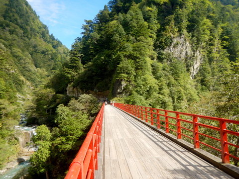 富山県シマグニノシマタビ