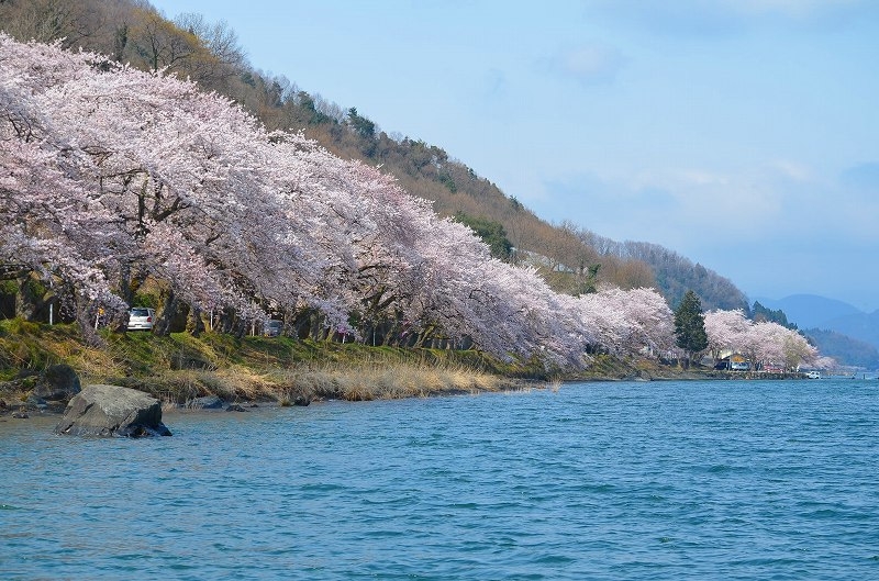 海津大崎の桜・ディスカバーニッポン