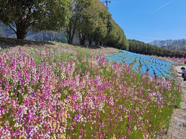 みさと芝桜まつり開催について ※終了いたしました - ゆうすげ オフィシャルサイト
