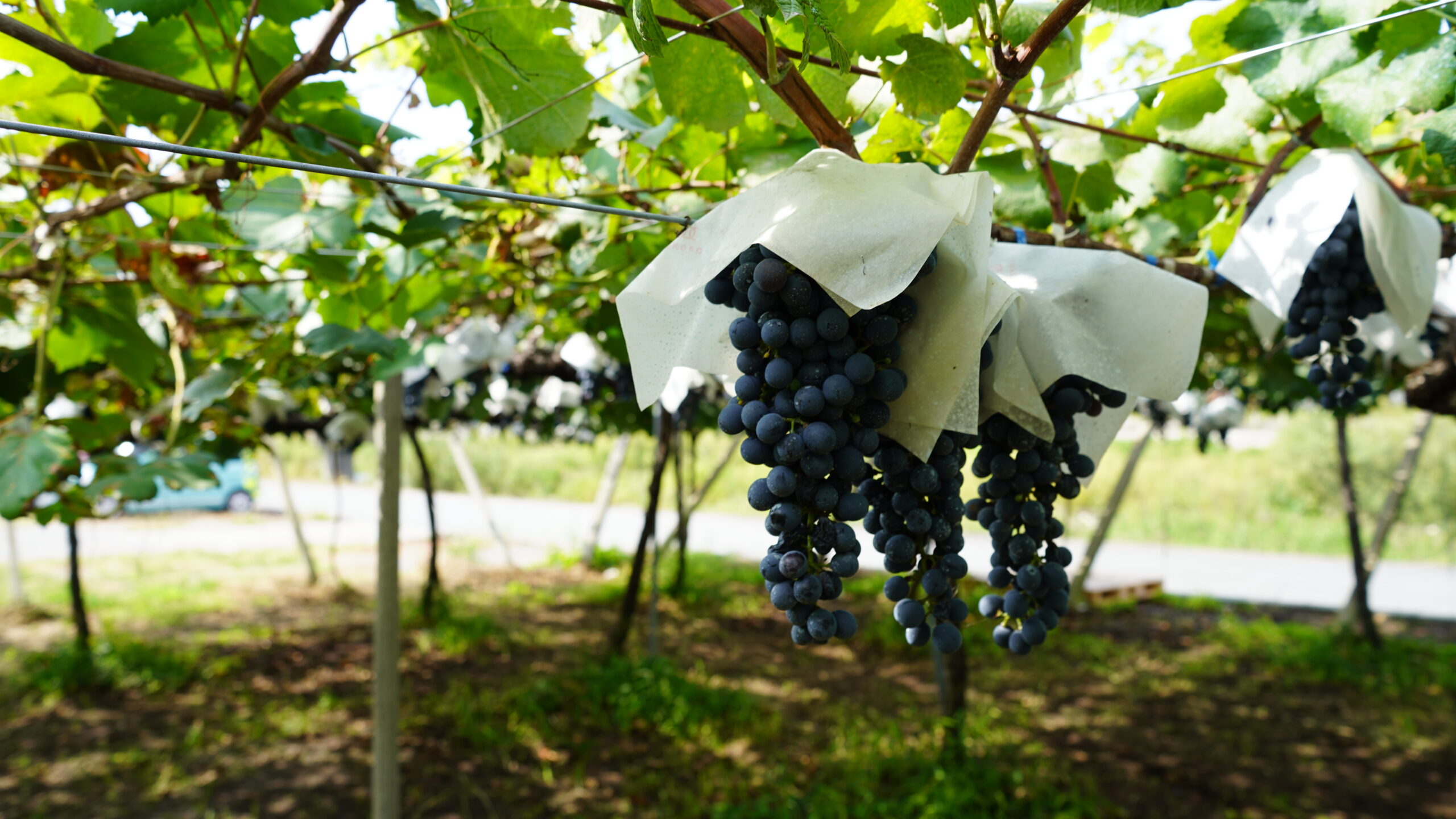 山梨でぶどう狩りするなら勝沼に行こう！おすすめスポット5ヵ所を紹介びゅうトラベル JR東日本