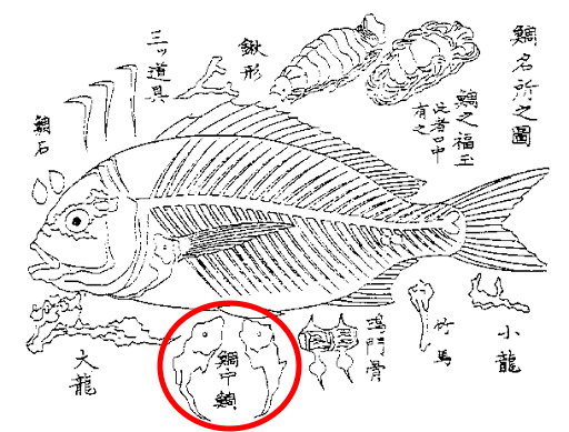 マダイの中にある鯛の鯛！ 実はいろんな魚の中にもあるんです！カオリンの毎日スマイル計画☆WEBマガジン HEAT