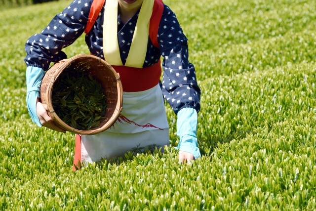 茶摘み体験 3月25日 土