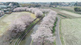 嵐山渓谷と都幾川の桜堤』小川・嵐山 埼玉県 の旅行記・ブログ