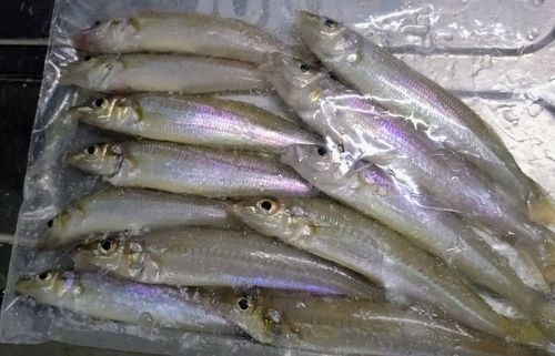 ３３ｃｍマダイもヒット！鳥取県境水道のキス投げ釣り : 百戦錬磨