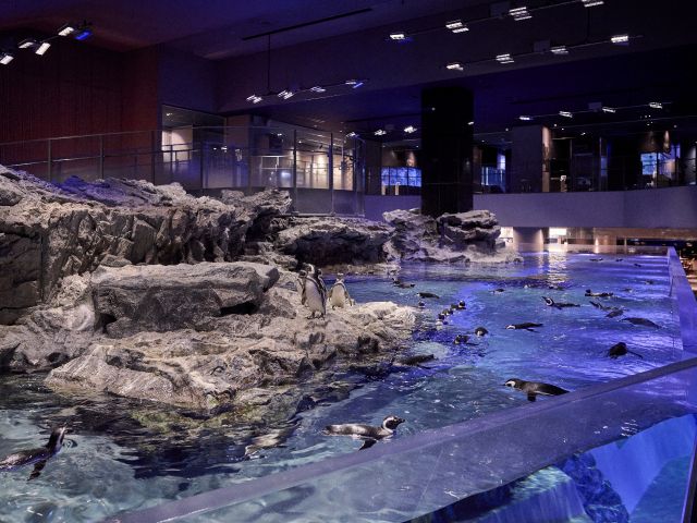 水族館 東京 すみだ水族館 年間パスポート