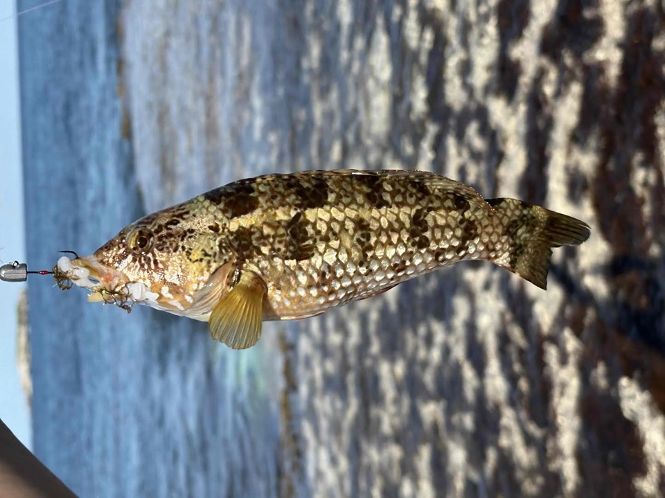 豪州西海岸3500kmドライブの旅2 最西端の街・ハットリバー・アブロホス諸島Hit the