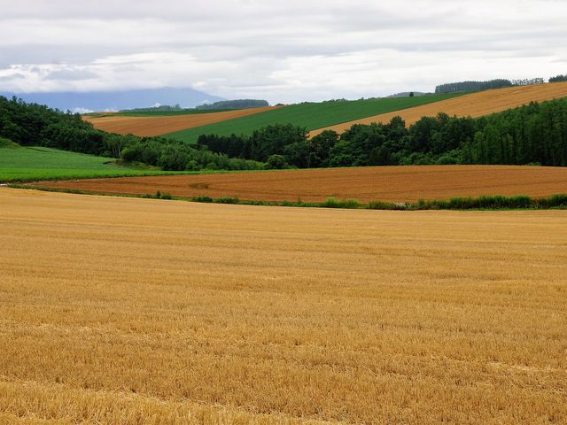 美瑛町 ケンとメリーの木の冬情景 -
