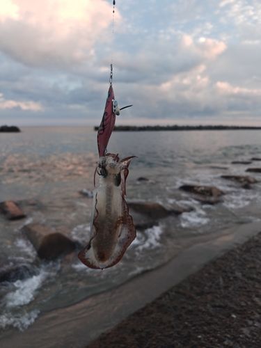 チヌ 2021年2月13日の滑川漁港 滑川市