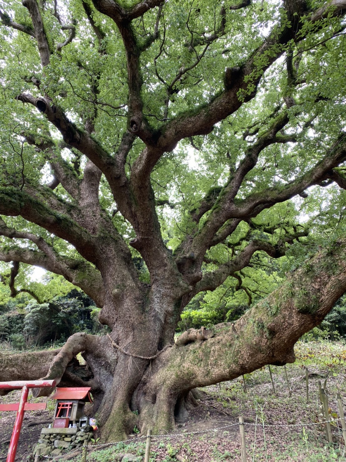志々島は樹齢1200年の大楠が印象的！瀬戸内海の景色も◎ – skyticket