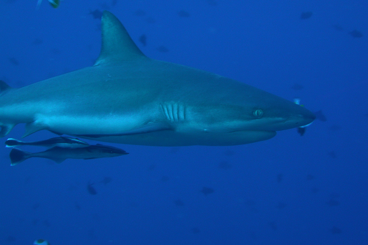 ダイビングの聖地と呼ばれる孀婦岩！大海原にそそり立つ高さ99mの突岩に圧倒Greenfield グリーンフィールド