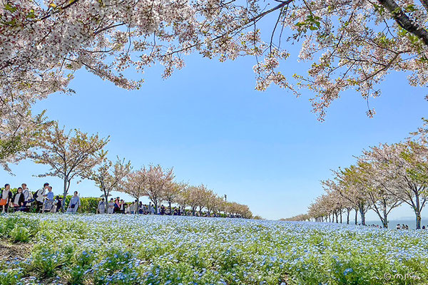 TENさんの投稿 大阪まいしまシーサイドパークことりっぷ