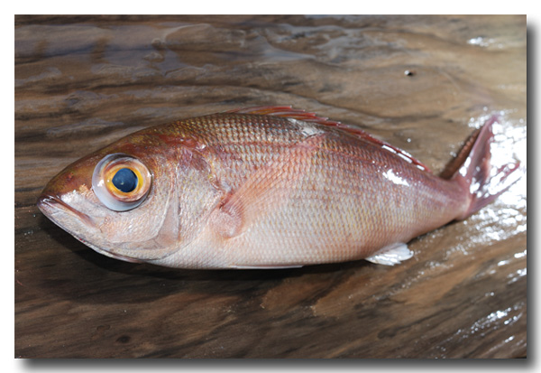 ヒメダイ 姫鯛オゴダイ クルキンマチ チビキ：旬の魚介百科