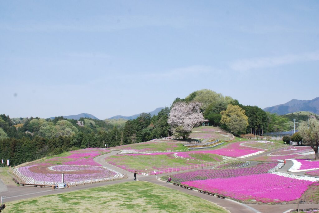 みさと芝桜公園＠群馬県高崎市あさま日和