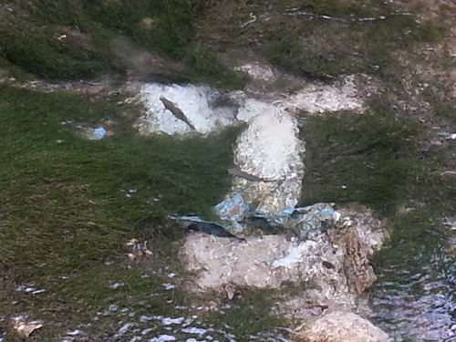 長野 梓川のブラウン大川の釣りのこと
