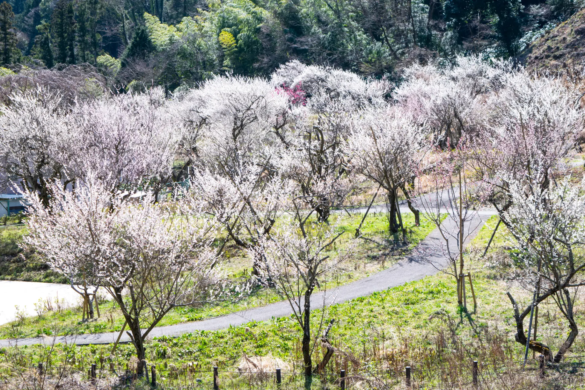 高尾梅郷 木下沢梅林を楽しみながら日影沢林道から小仏城山・高尾山に挑戦！ - まじこのブログ～50代日帰り登山日記