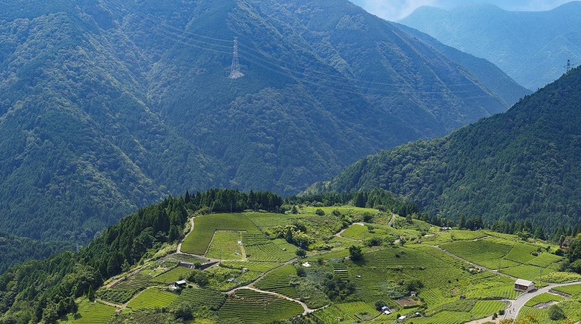 岐阜のマチュピチュ天空の茶園」耕作放棄園でお茶の実もぎボランティア募集中！ - 「田舎体験 」ぎふの田舎へいこう！推進協議会