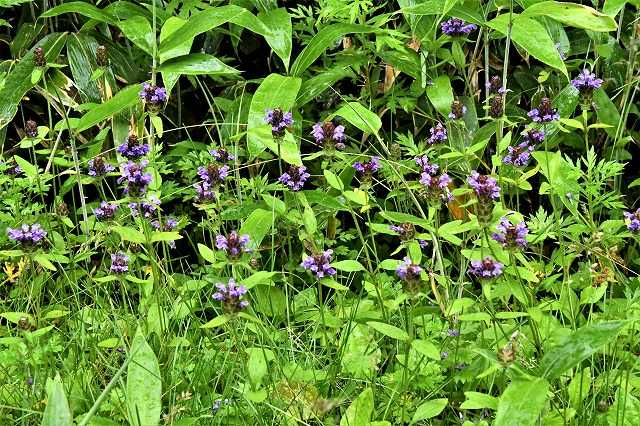 上高地へショウキランに逢いに？ - 気ままに菓子作り