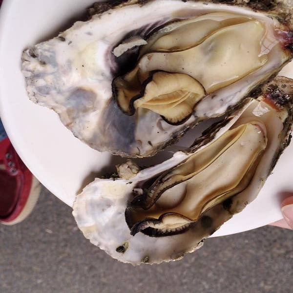 絶景！道の駅 6 太平洋を一望できる足湯が最高！静岡県「道の駅 潮見坂」OVOオーヴォ