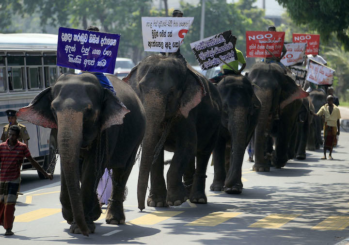 スリランカ 天空の都市・シーギリヤロックの謎を追う！①〜ゾウの背中編Shiho and