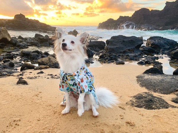 3ページ目 素顔のハワイを感じる西海岸へ！ 透明度バツグンの「ヨコハマベイ」 名前の由来はやっぱり“横浜”？古関千恵子の世界極楽ビーチ百景