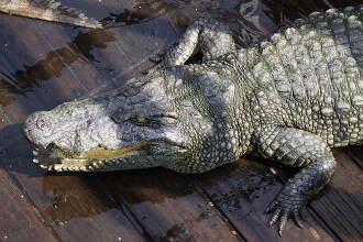 トンレサップ湖の水上生活とワニ園に行ってきました。外国人観光の再開近いです。』シェムリアップ カンボジア の旅行記・ブログ by日本語ガイドトムさん フォートラベル