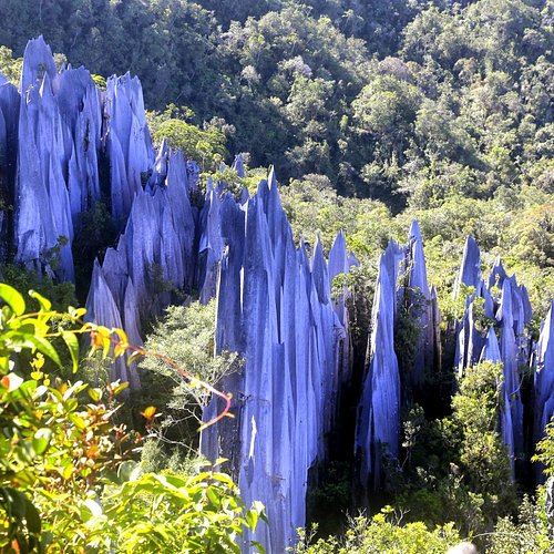 ボルネオ島ジャングル 世界遺産『グヌンムル国立公園』へ！ガイドツアーで熱帯雨林を満喫 ？たびなすび
